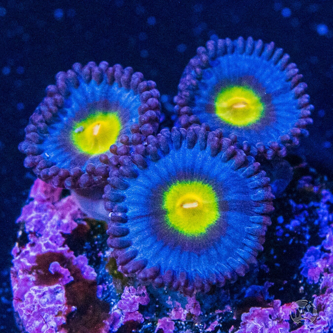 WWC AOI Zoanthids - (NON-WYSIWYG)