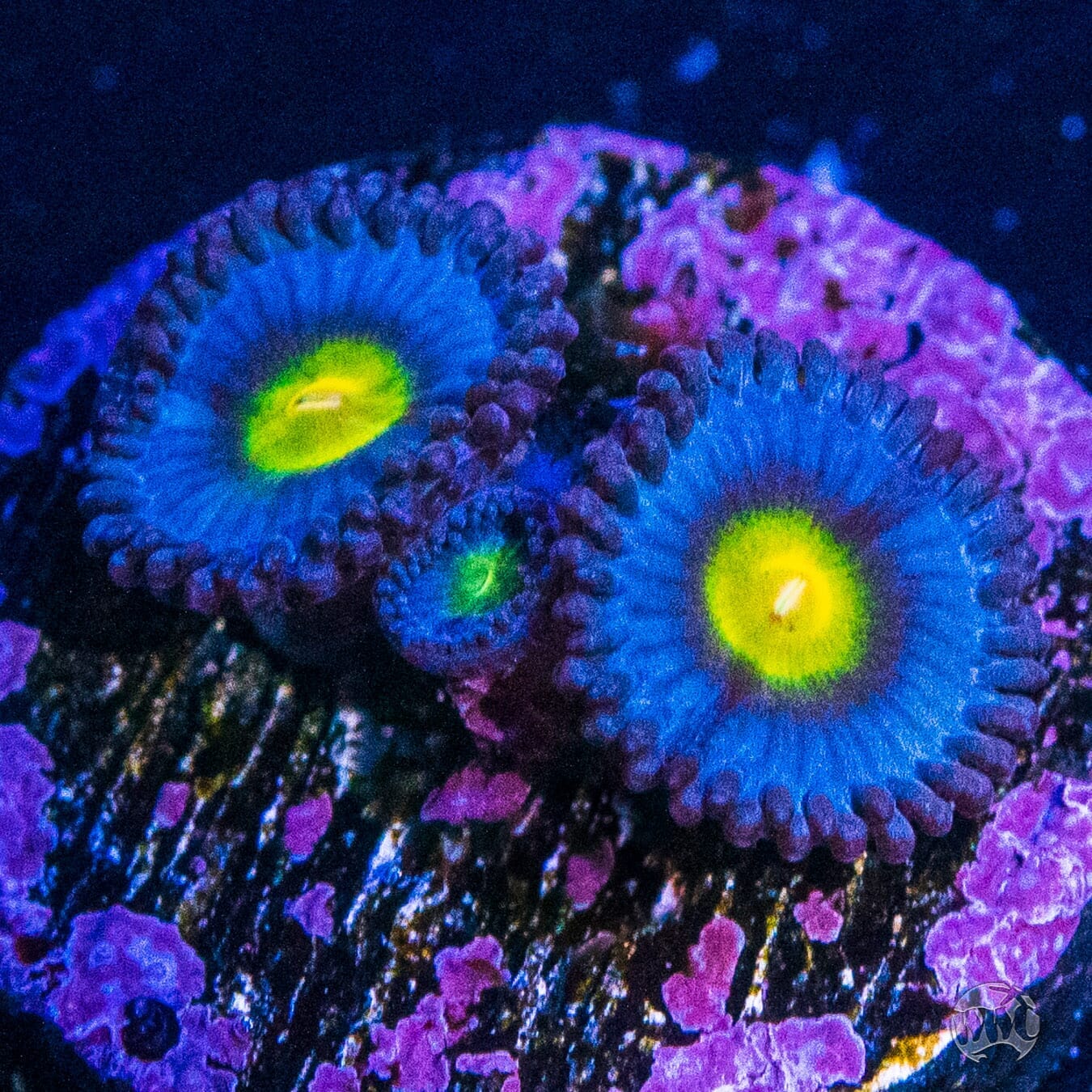 WWC AOI Zoanthids - (NON-WYSIWYG)