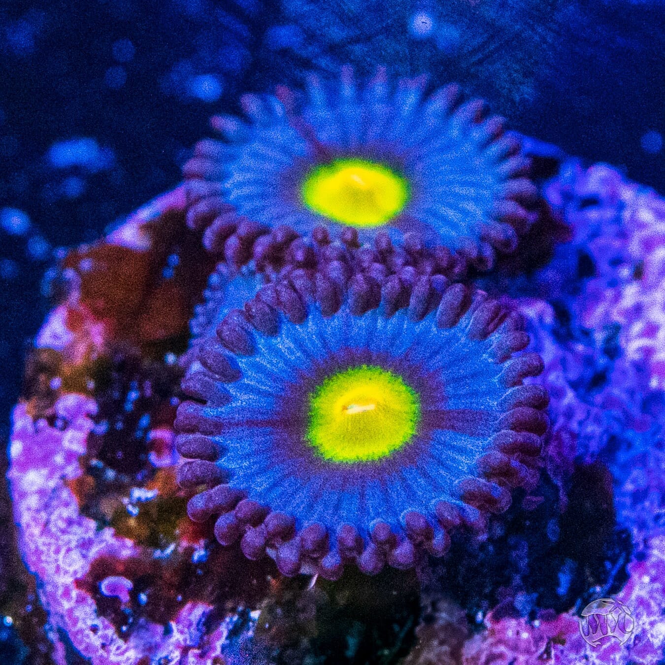 WWC AOI Zoanthids - (NON-WYSIWYG)