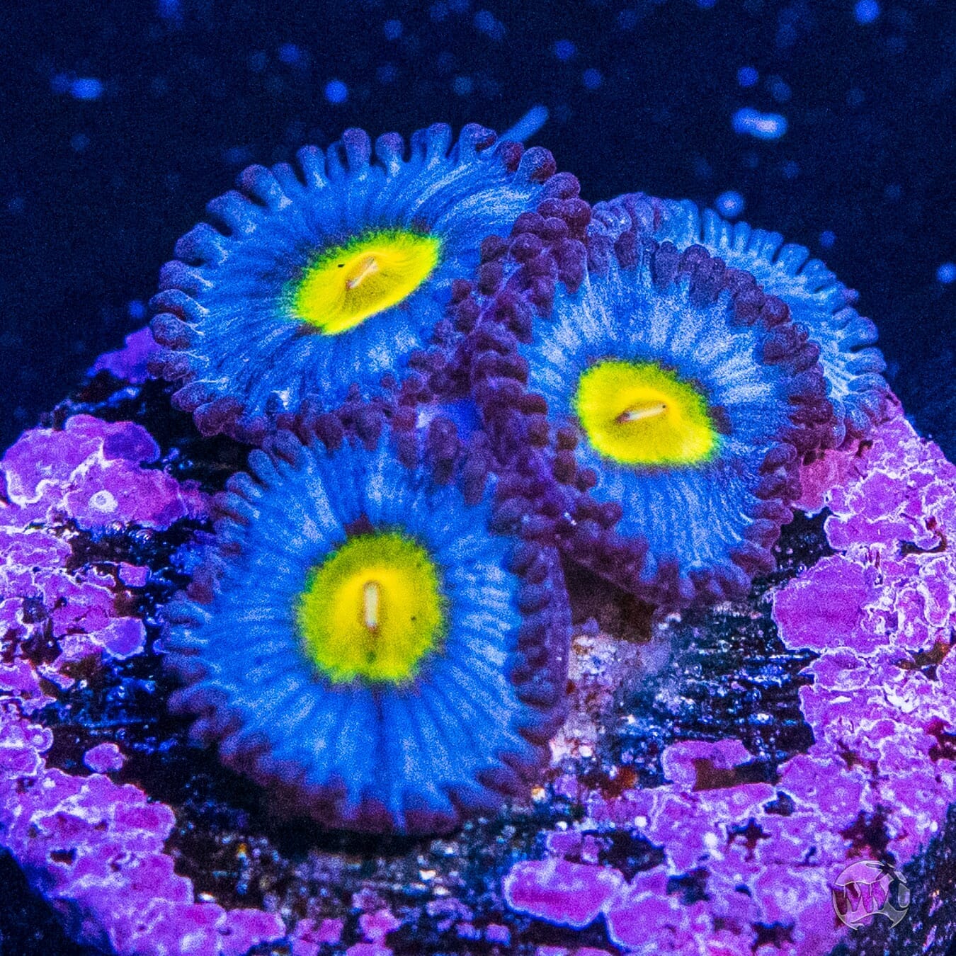 WWC AOI Zoanthids - (NON-WYSIWYG)