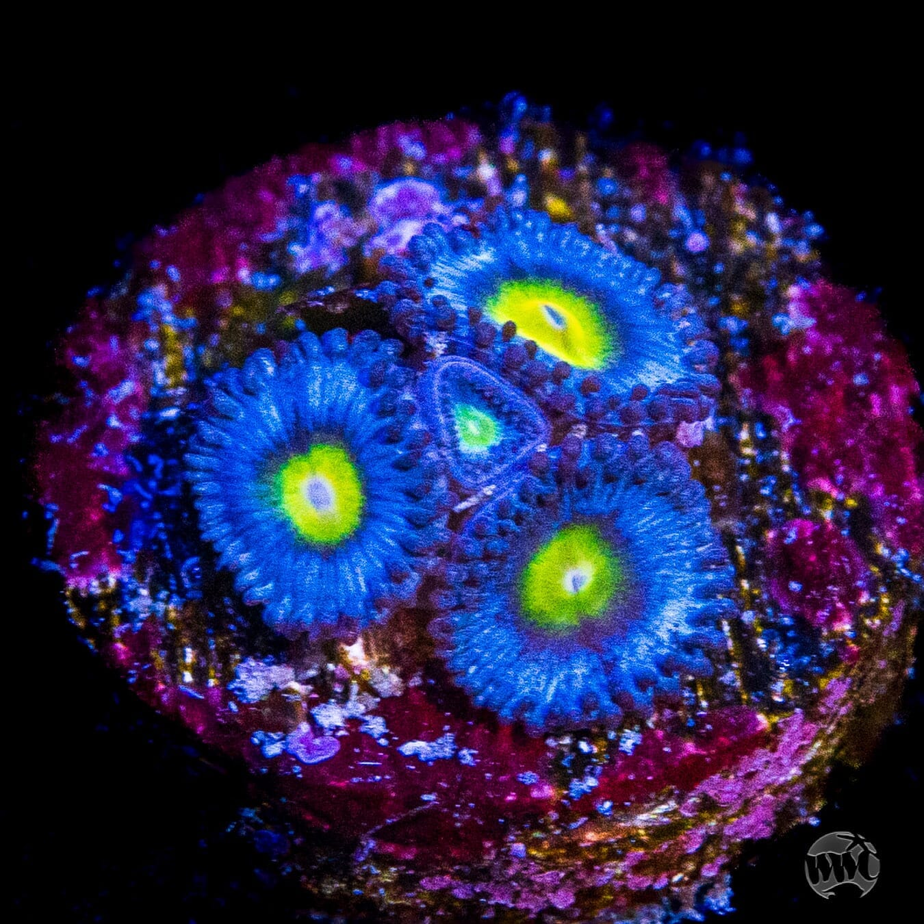 WWC AOI Zoanthids - (NON-WYSIWYG)