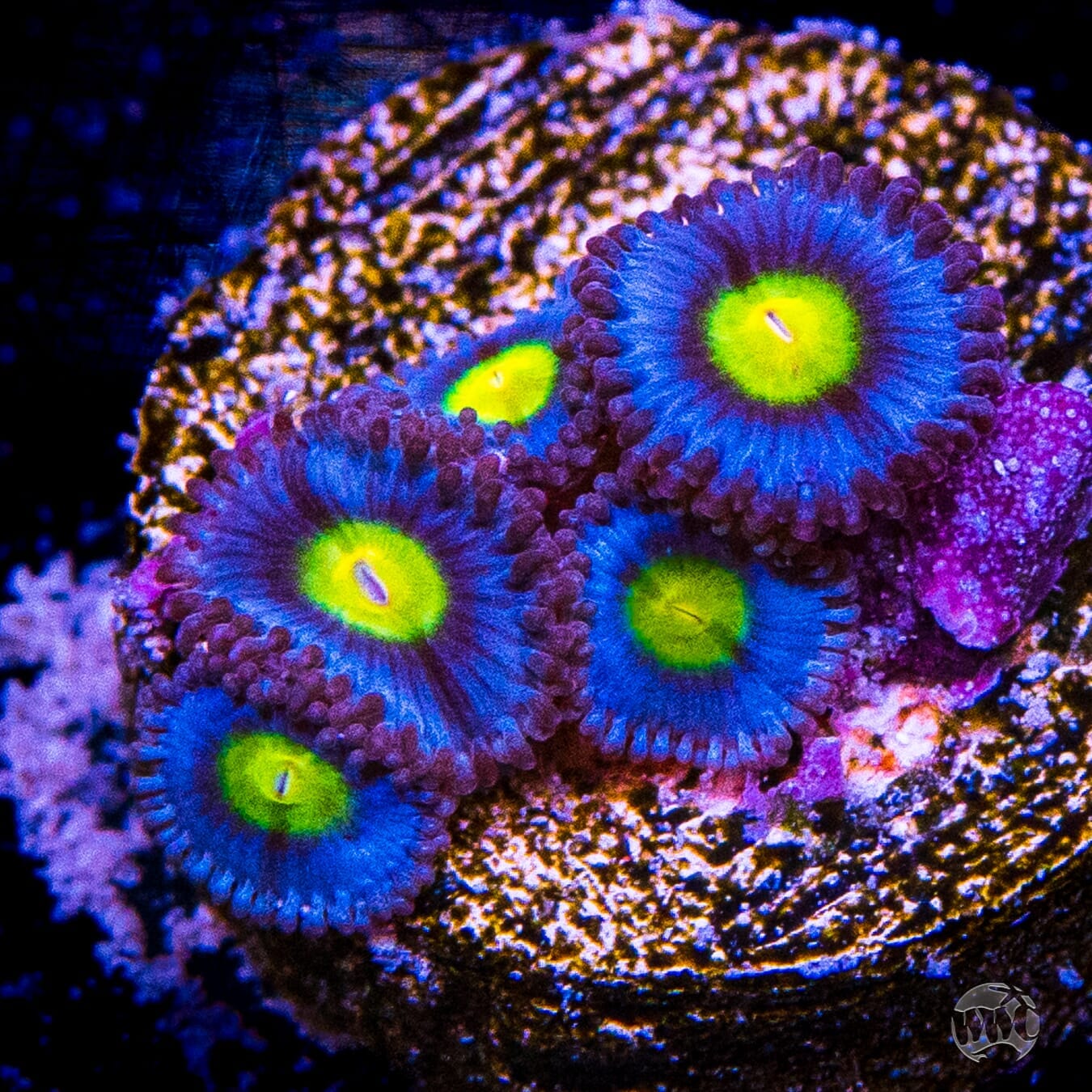 WWC AOI Zoanthids - (NON-WYSIWYG)