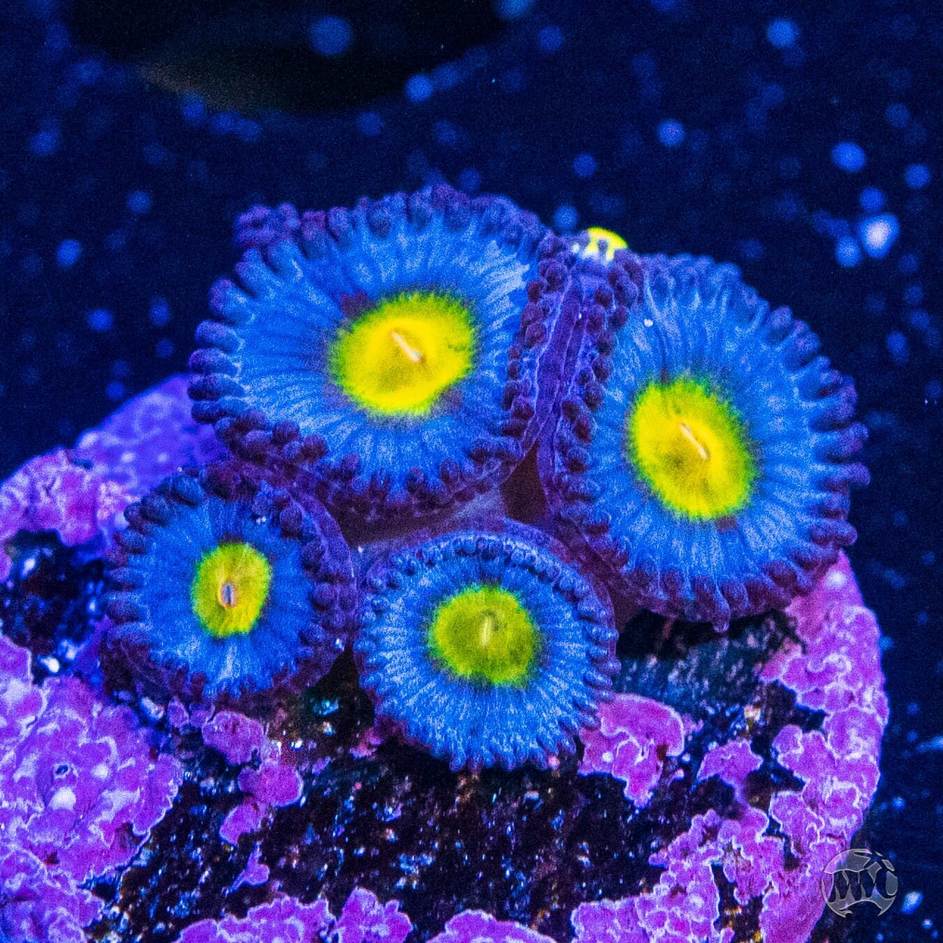 WWC AOI Zoanthids - (NON-WYSIWYG)