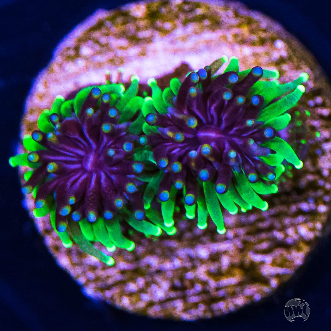 WWC Cyclops Galaxea Coral (NON-WYSIWYG)