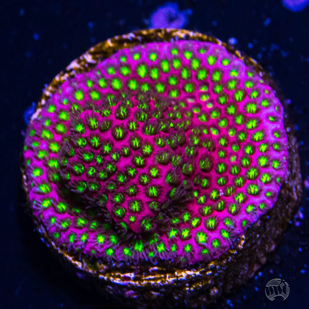 WWC Electric Daisy Stylocoeniella - (NON-WYSIWYG)
