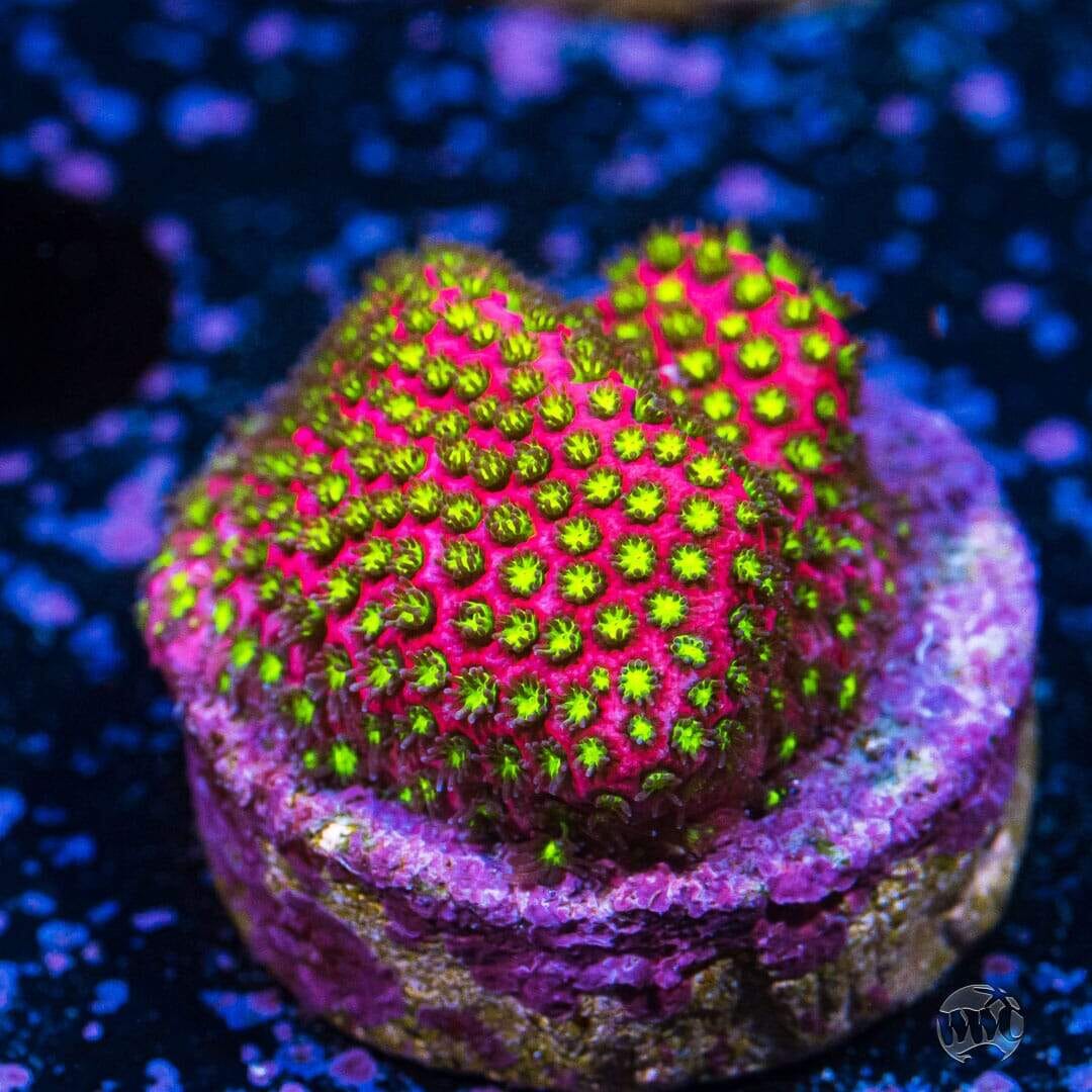 WWC Electric Daisy Stylocoeniella - (NON-WYSIWYG)