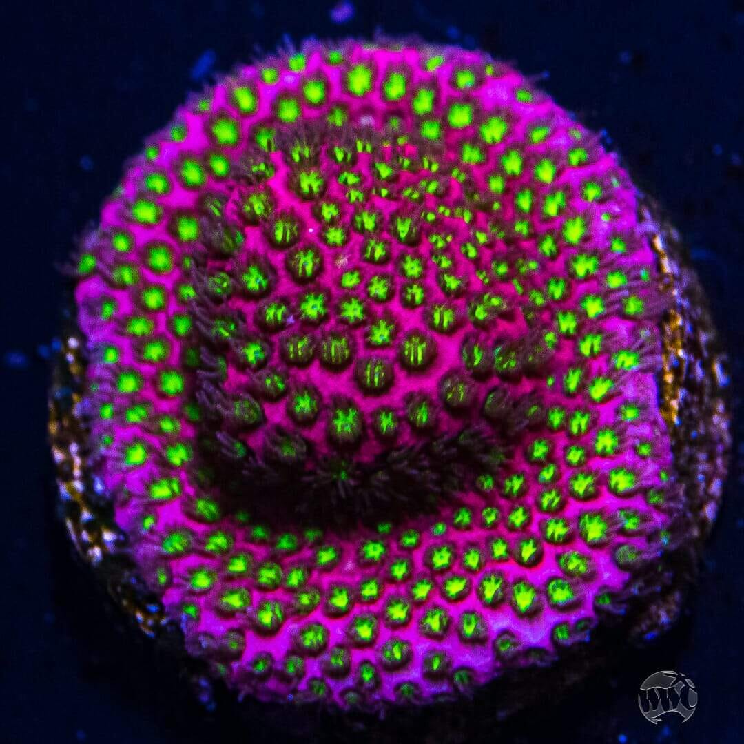 WWC Electric Daisy Stylocoeniella - (NON-WYSIWYG)