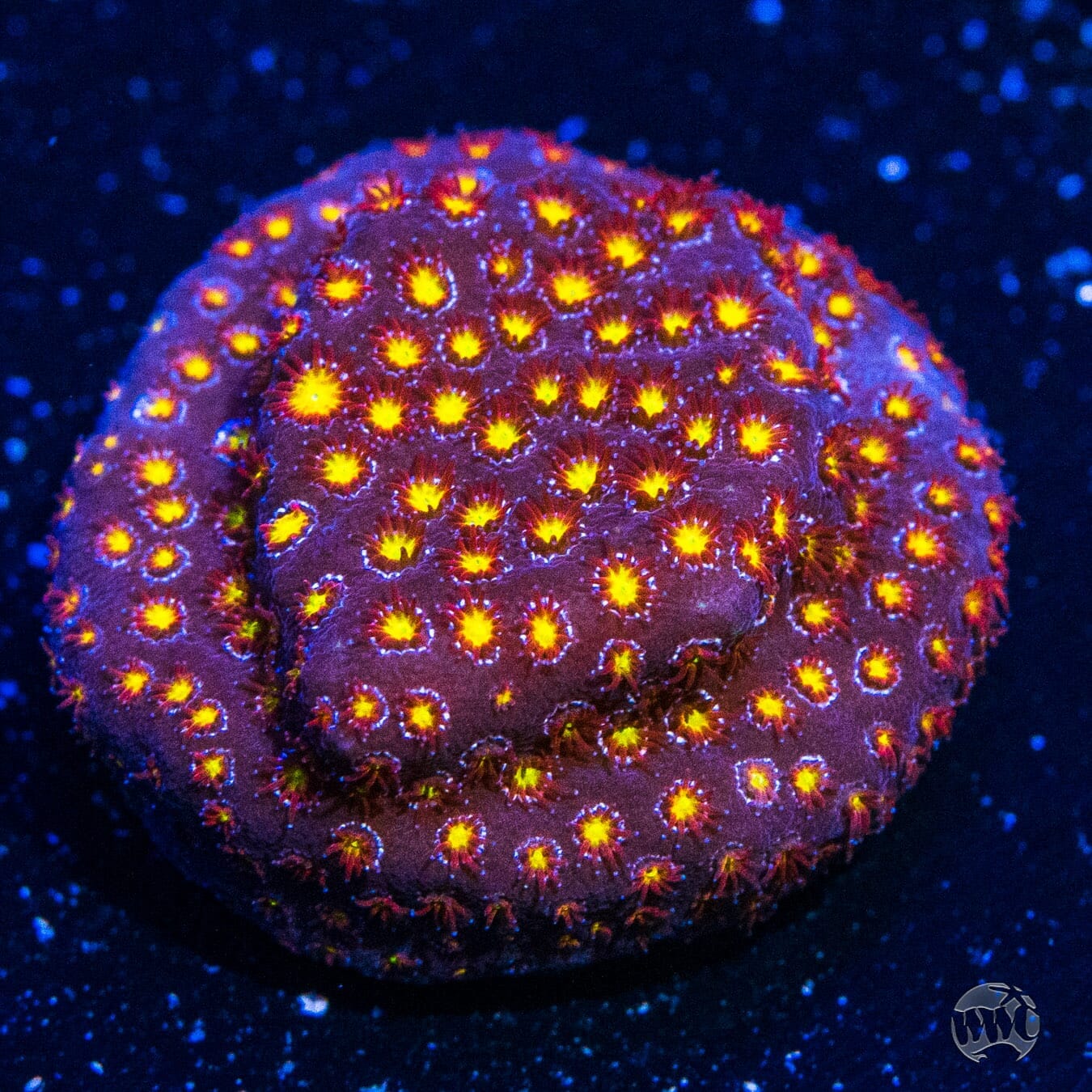 WWC Firestone Stylocoeniella - (NON-WYSIWYG)