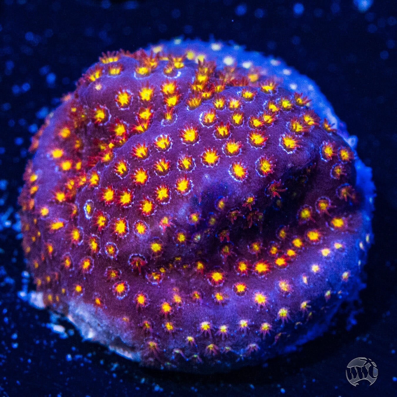 WWC Firestone Stylocoeniella - (NON-WYSIWYG)