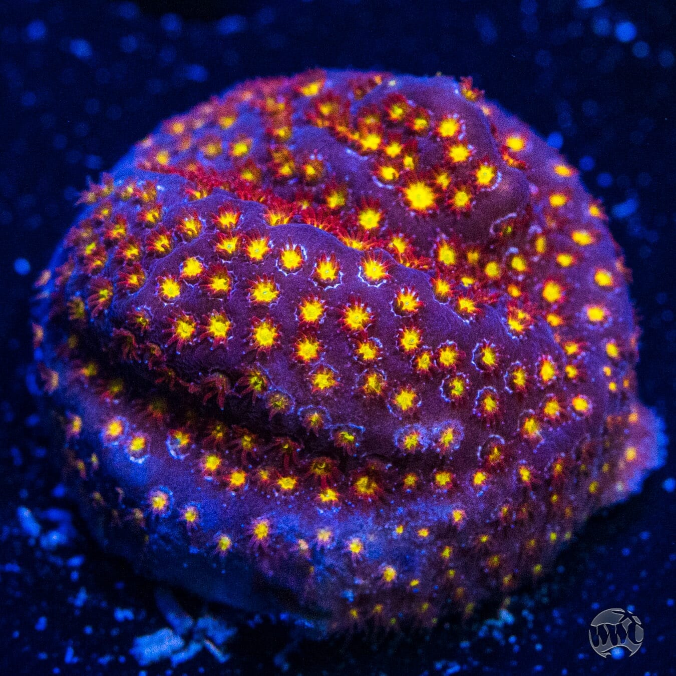 WWC Firestone Stylocoeniella - (NON-WYSIWYG)