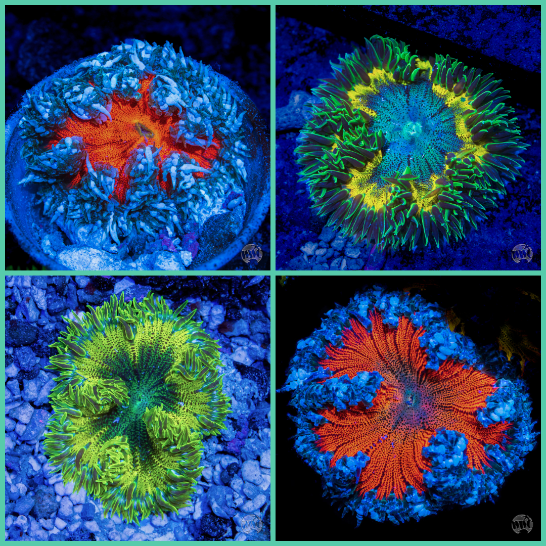 Mystery Flower Anemone - (NON-WYSIWYG)