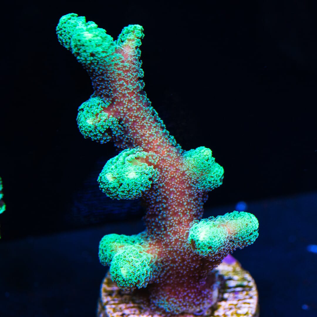 Green Birdsnest - (NON-WYSIWYG)