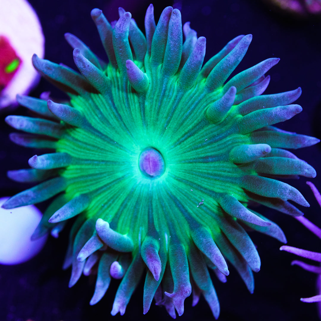 Green Duncan - (NON-WYSIWYG)