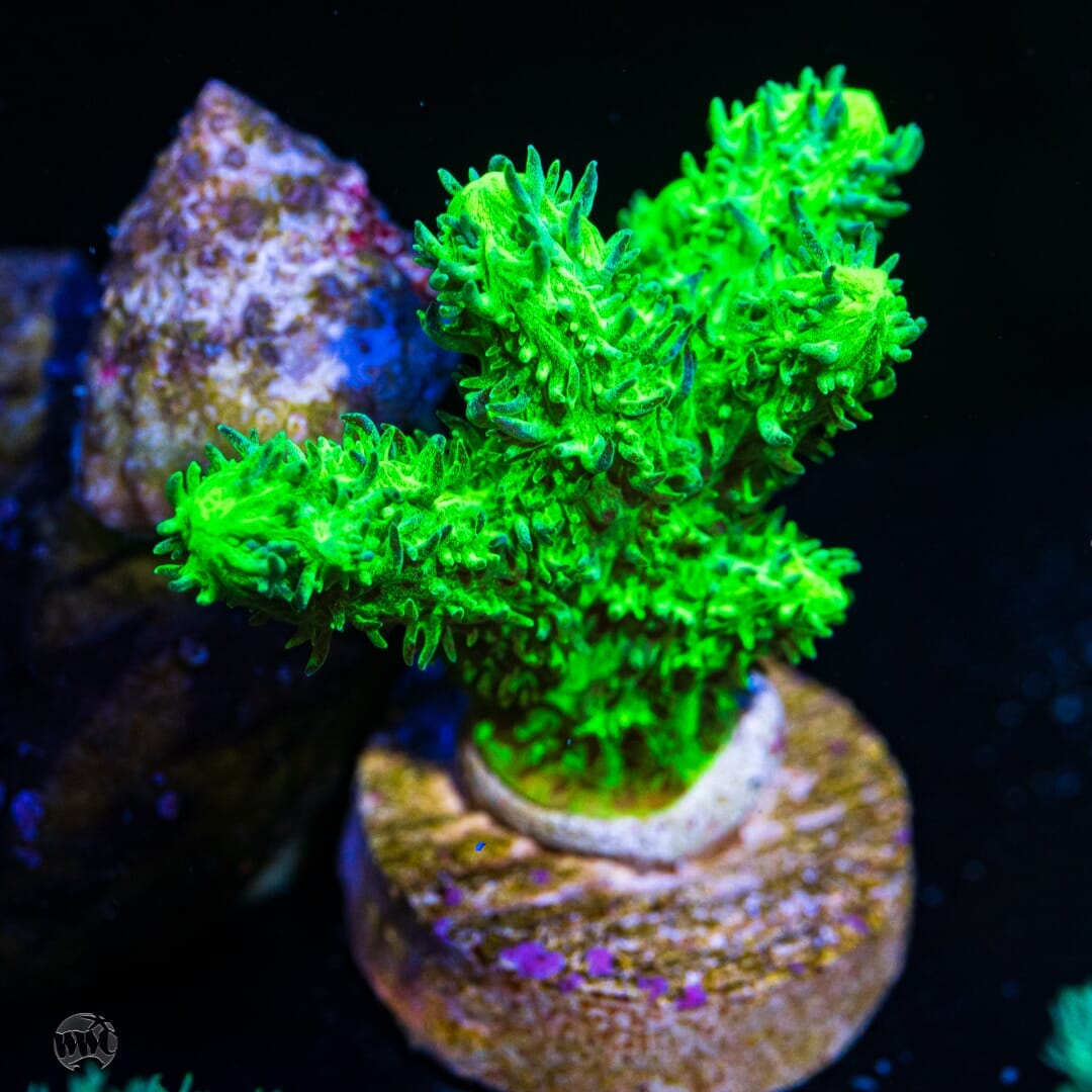 WWC Glowstick Hydnophora - (NON-WYSIWYG)