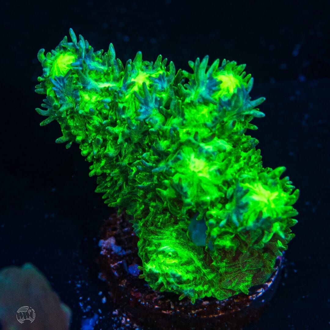 WWC Glowstick Hydnophora - (NON-WYSIWYG)