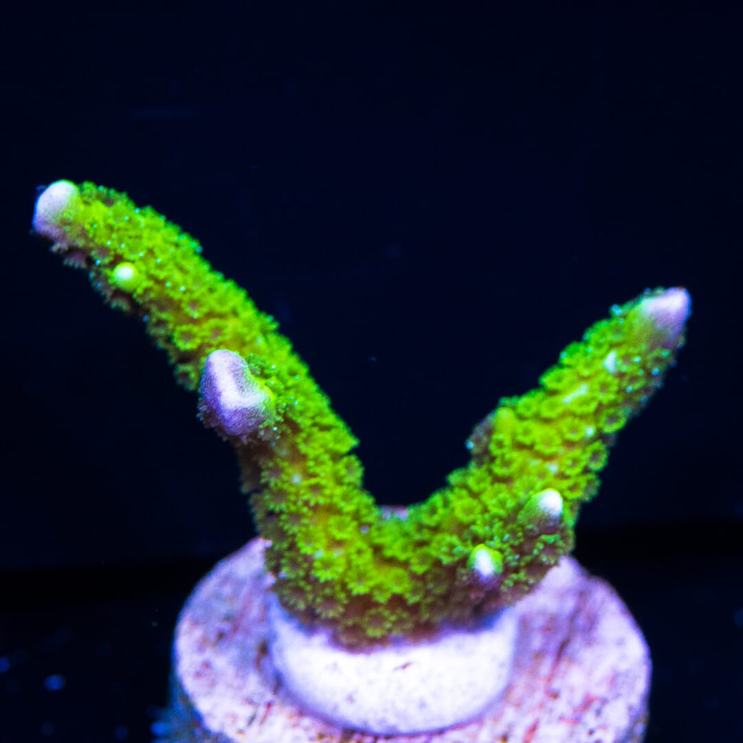 Green Digitata Montipora - (NON-WYSIWYG)