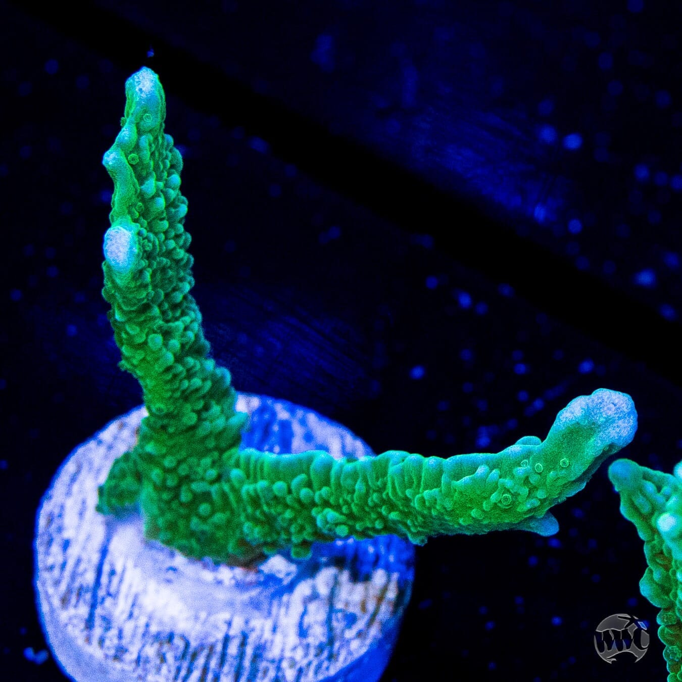Green Hirsuta Montipora - (NON-WYSIWYG)