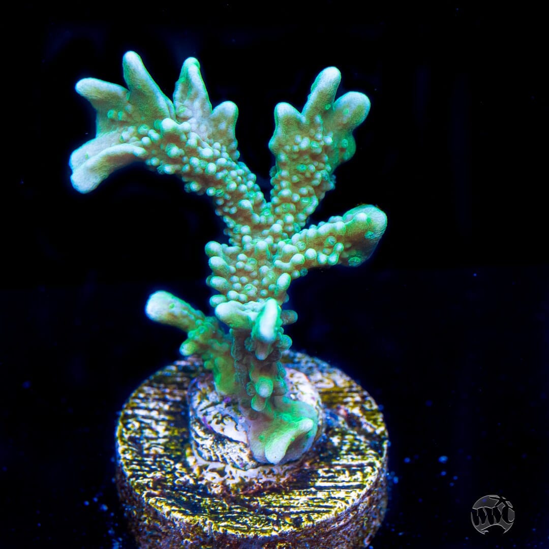 Green Hirsuta Montipora - (NON-WYSIWYG)
