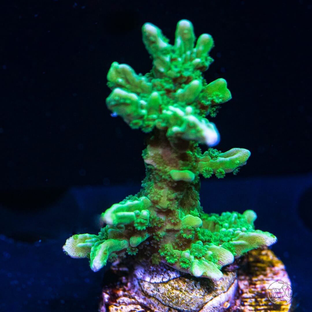 Green Hirsuta Montipora - (NON-WYSIWYG)