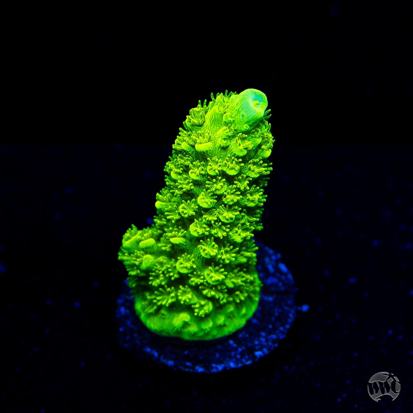 Green Slimer Acropora - (NON-WYSIWYG)
