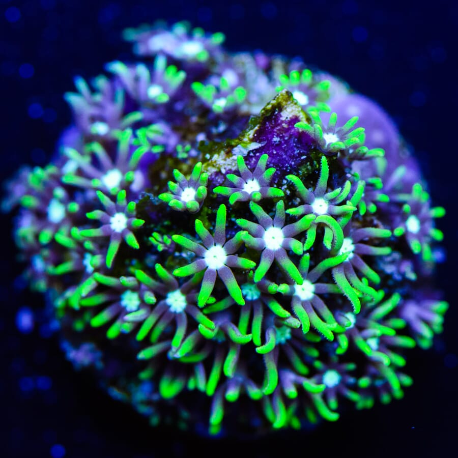 Neon Green Star Polyp - (NON-WYSIWYG)