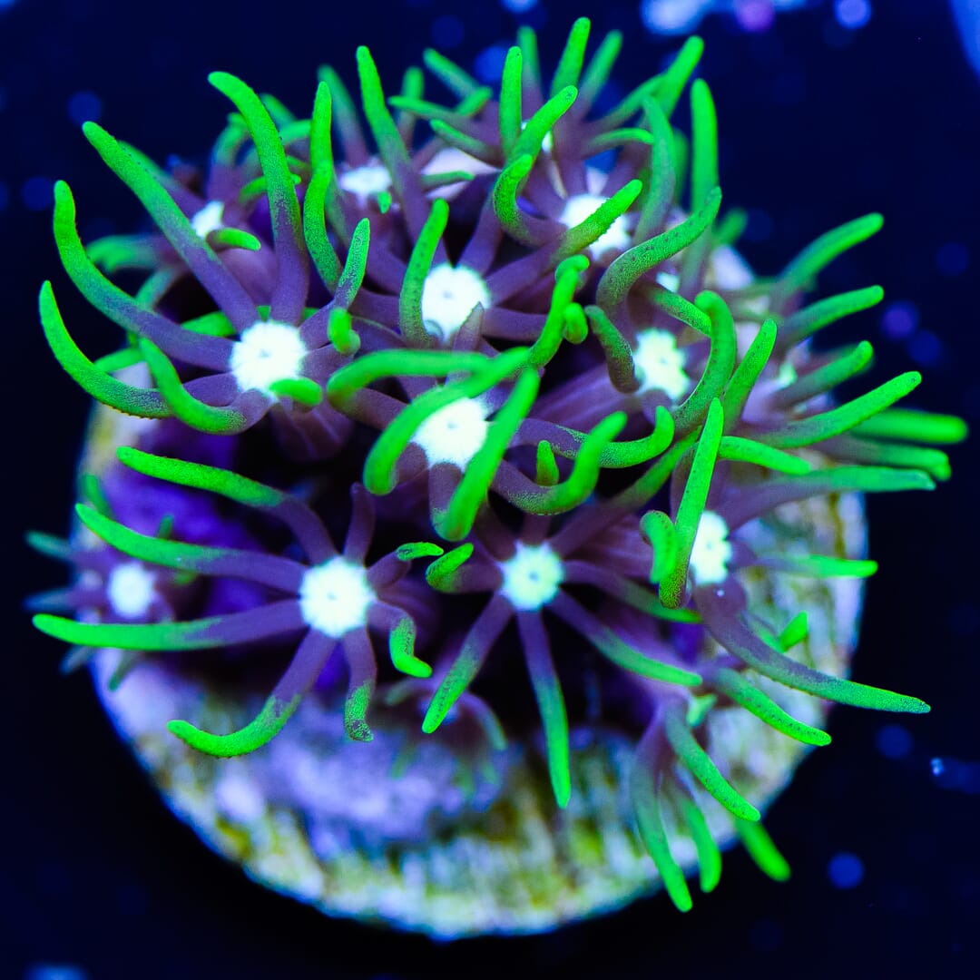 Neon Green Star Polyp - (NON-WYSIWYG)