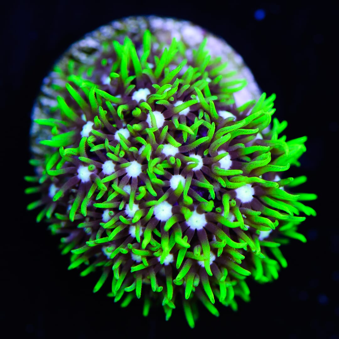 Neon Green Star Polyp - (NON-WYSIWYG)