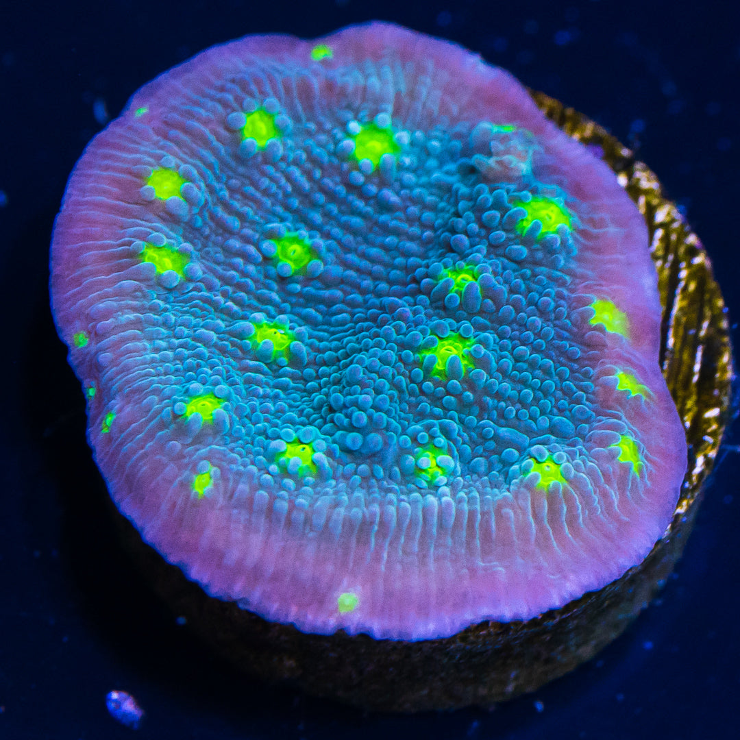 Hollywood Stunner Chalice - (NON-WYSIWYG)