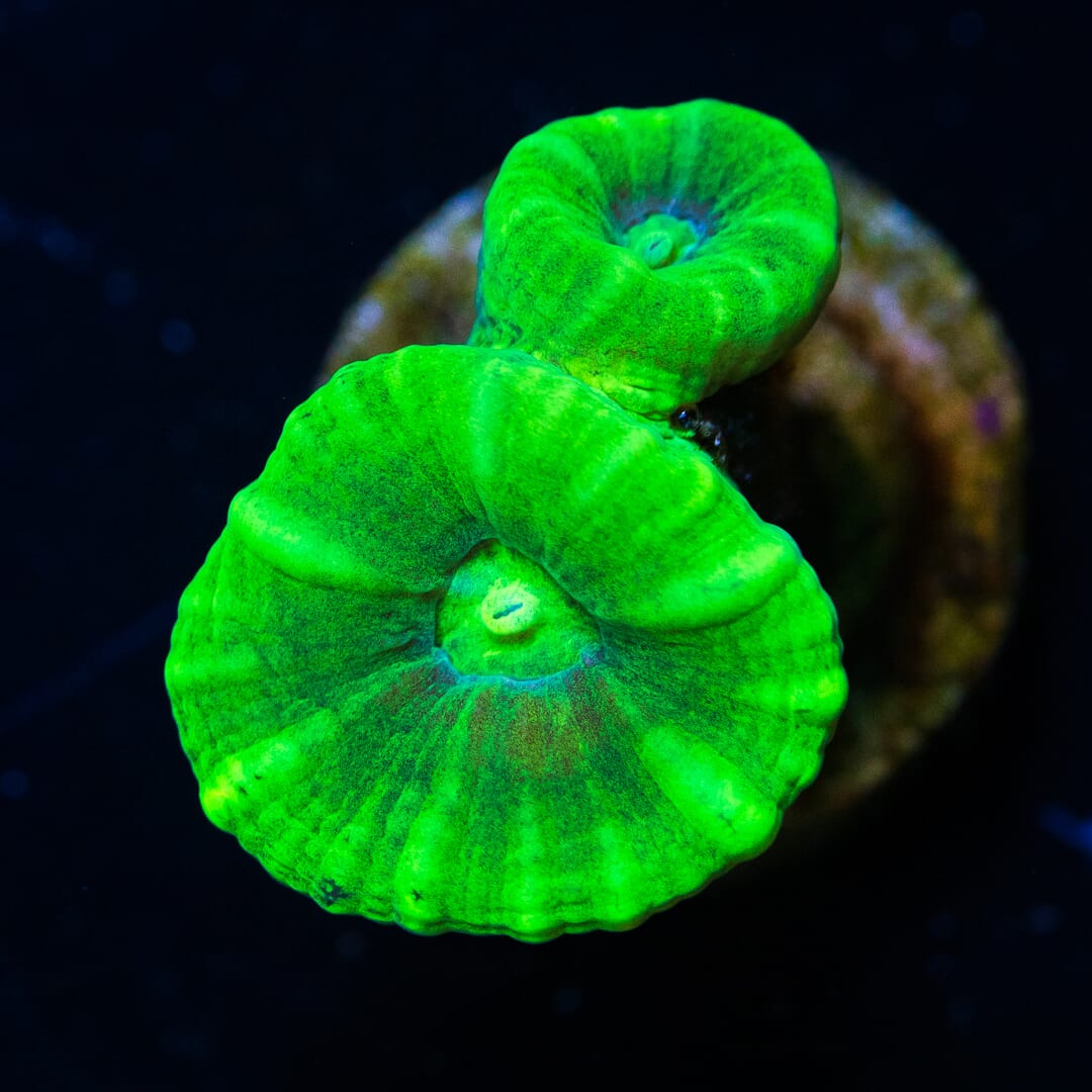 Kryptonite Candy Cane - (NON-WYSIWYG)