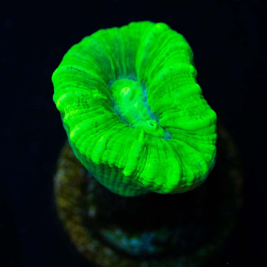 Kryptonite Candy Cane - (NON-WYSIWYG)