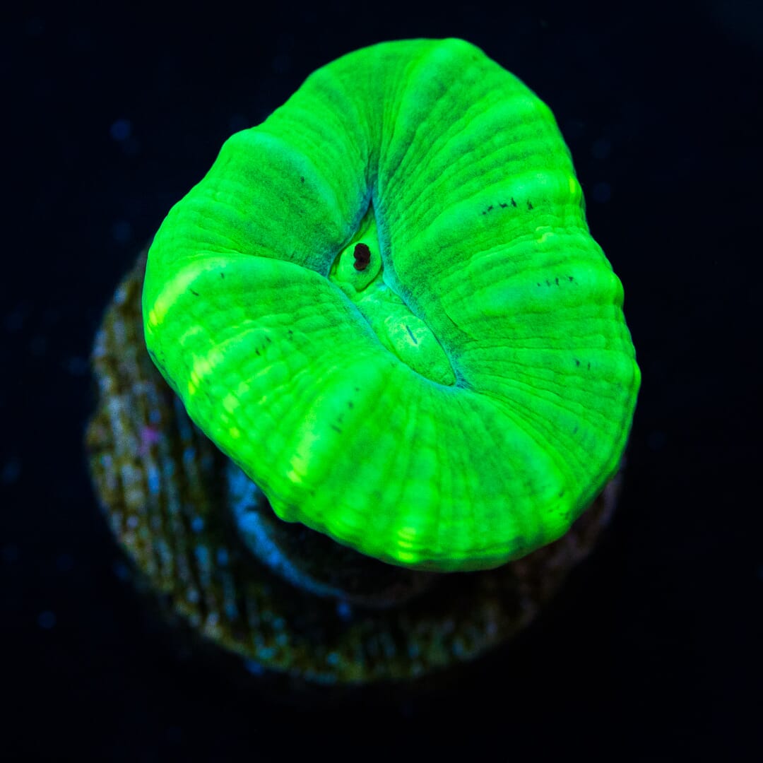 Kryptonite Candy Cane - (NON-WYSIWYG)