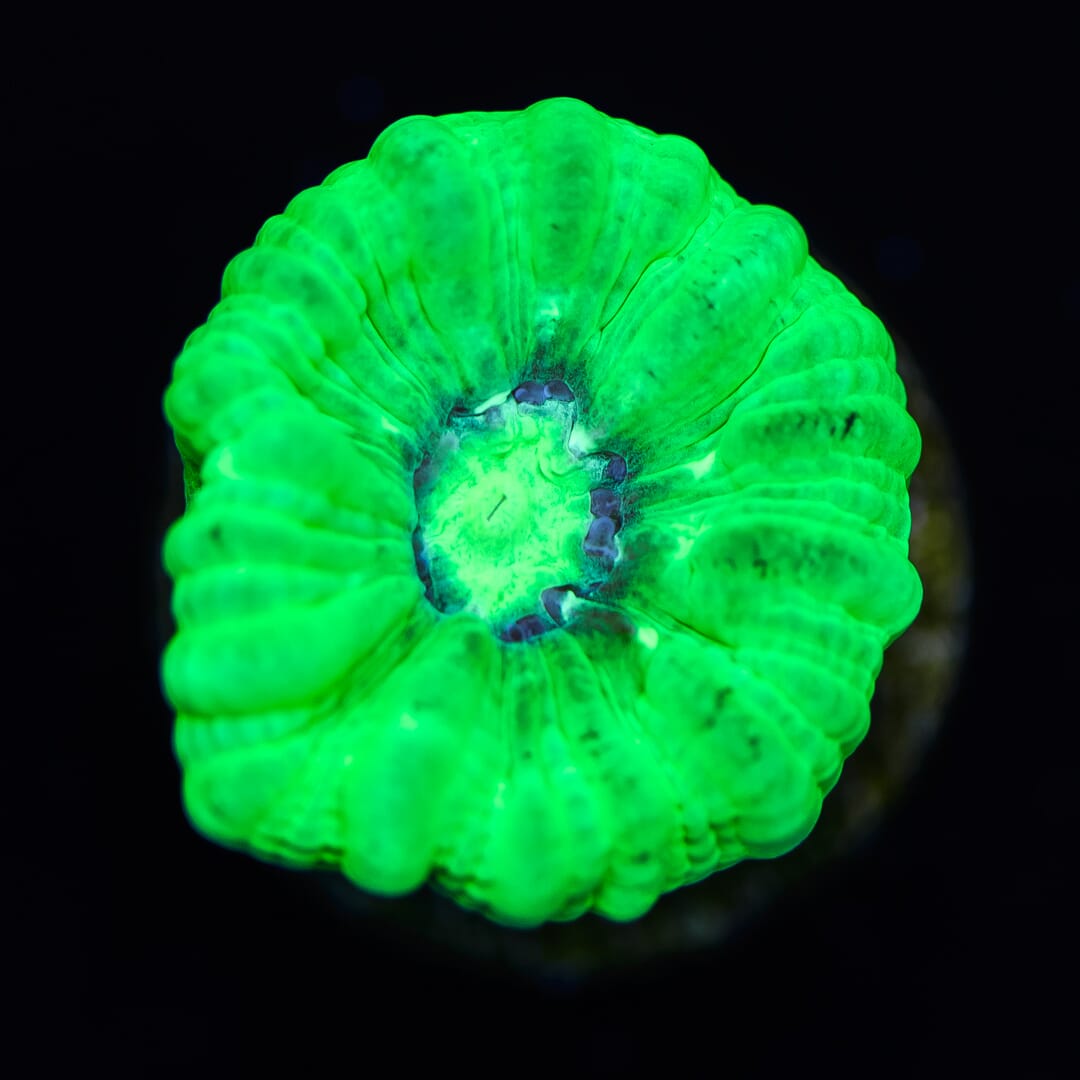 Kryptonite Candy Cane - (NON-WYSIWYG)