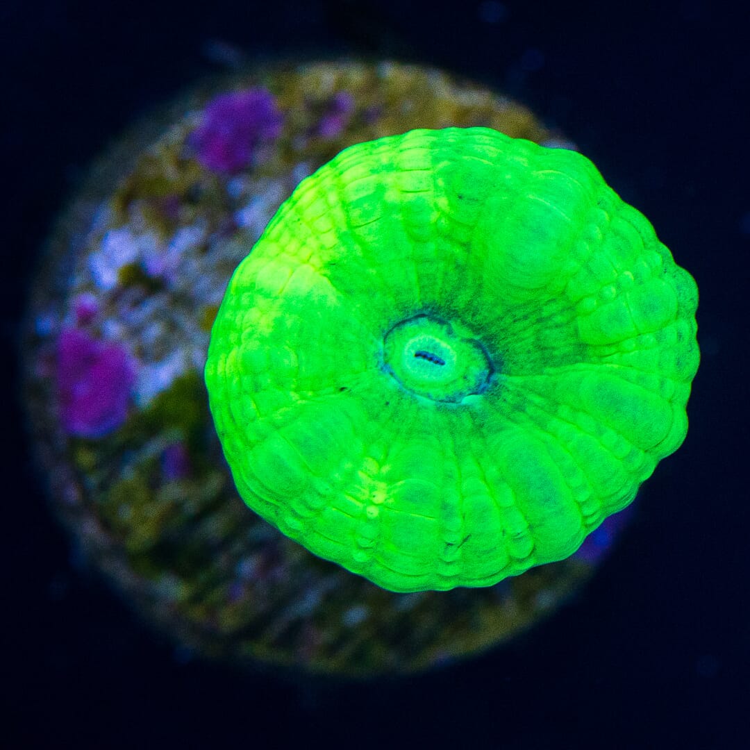 Kryptonite Candy Cane - (NON-WYSIWYG)