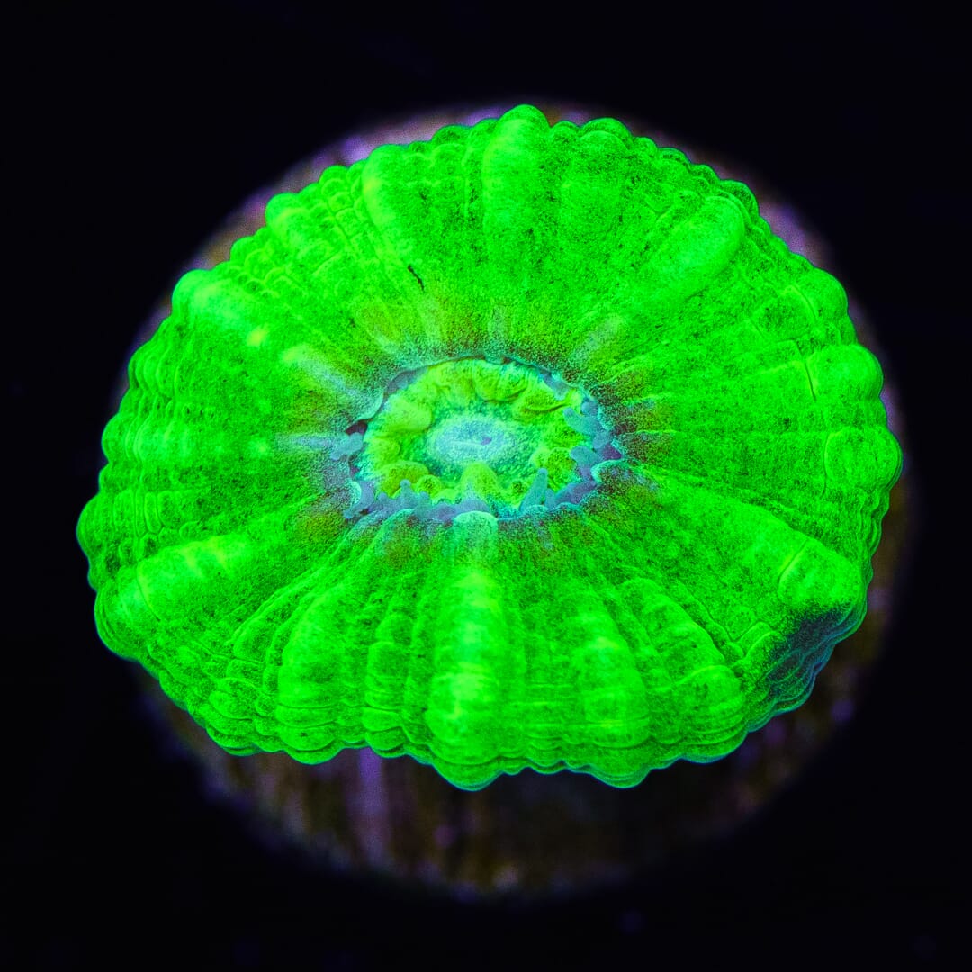 Kryptonite Candy Cane - (NON-WYSIWYG)