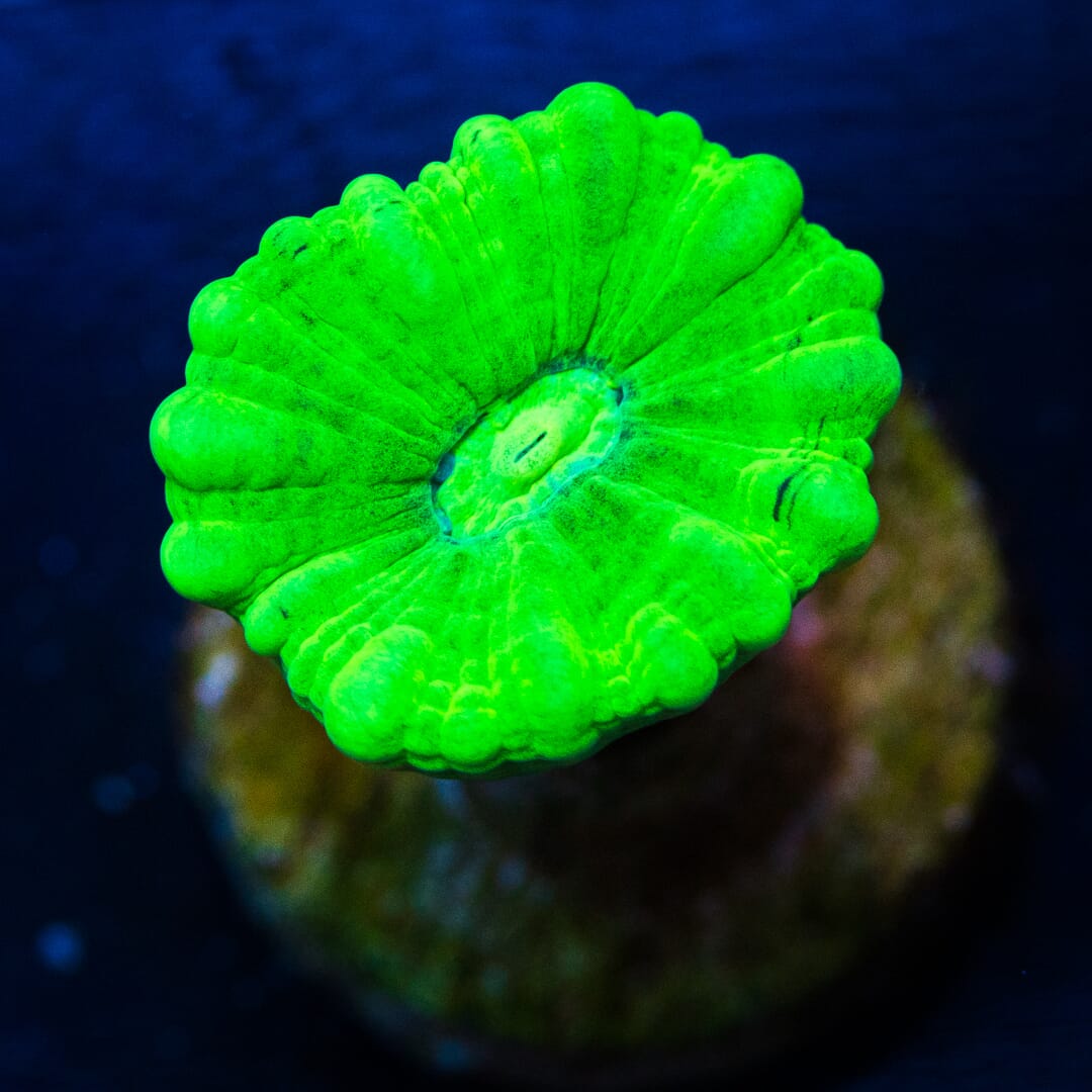 Kryptonite Candy Cane - (NON-WYSIWYG)