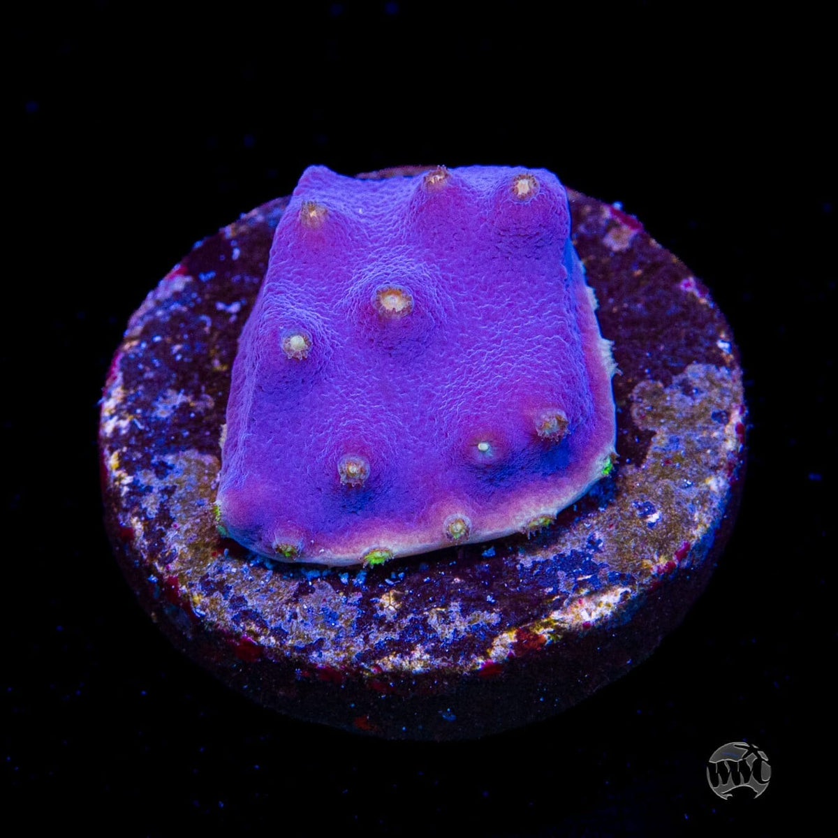 WWC Lakerz Turbinaria - (NON-WYSIWYG)