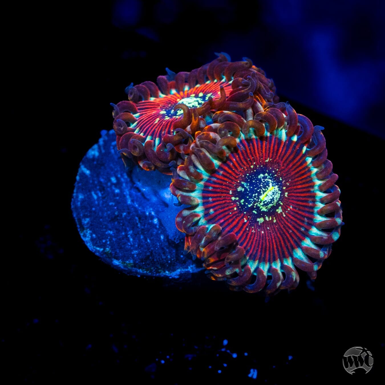 Magician Zoanthids - (NON-WYSIWYG)