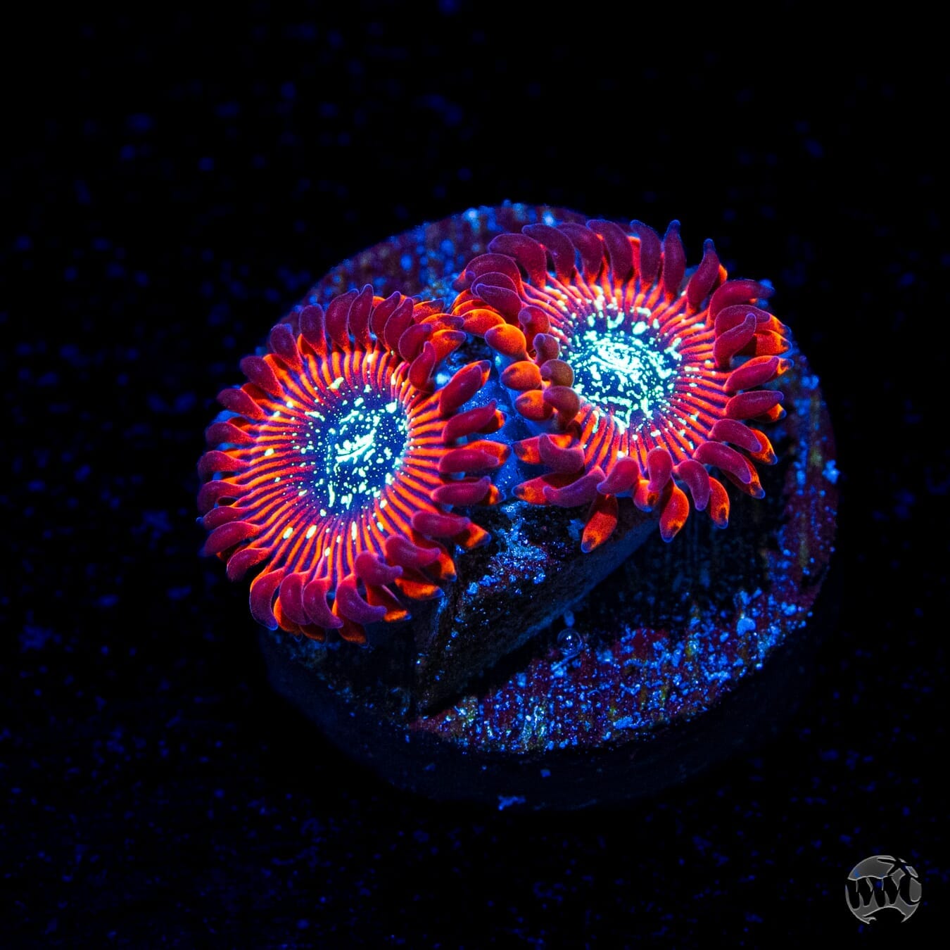 Magician Zoanthids - (NON-WYSIWYG)