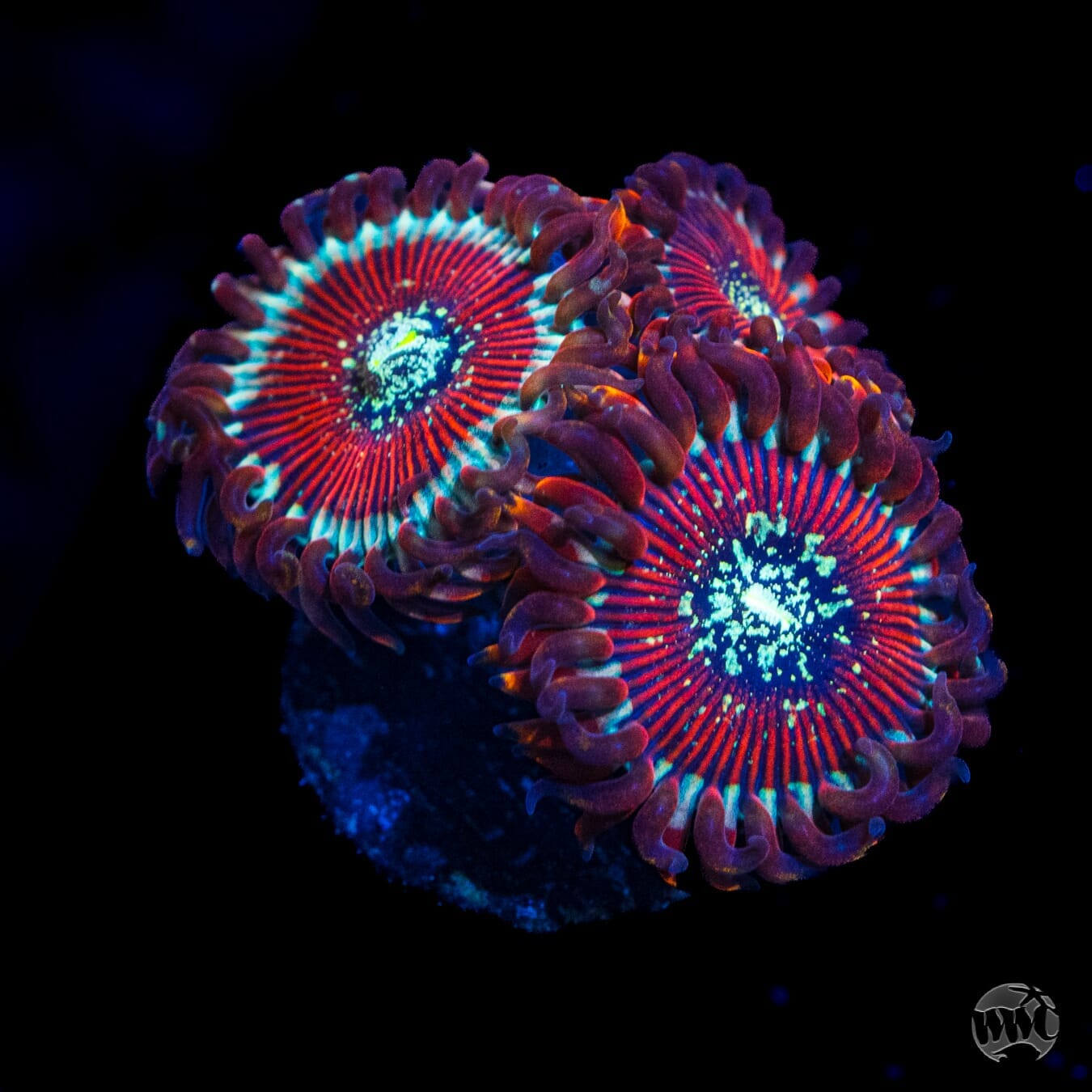 Magician Zoanthids - (NON-WYSIWYG)