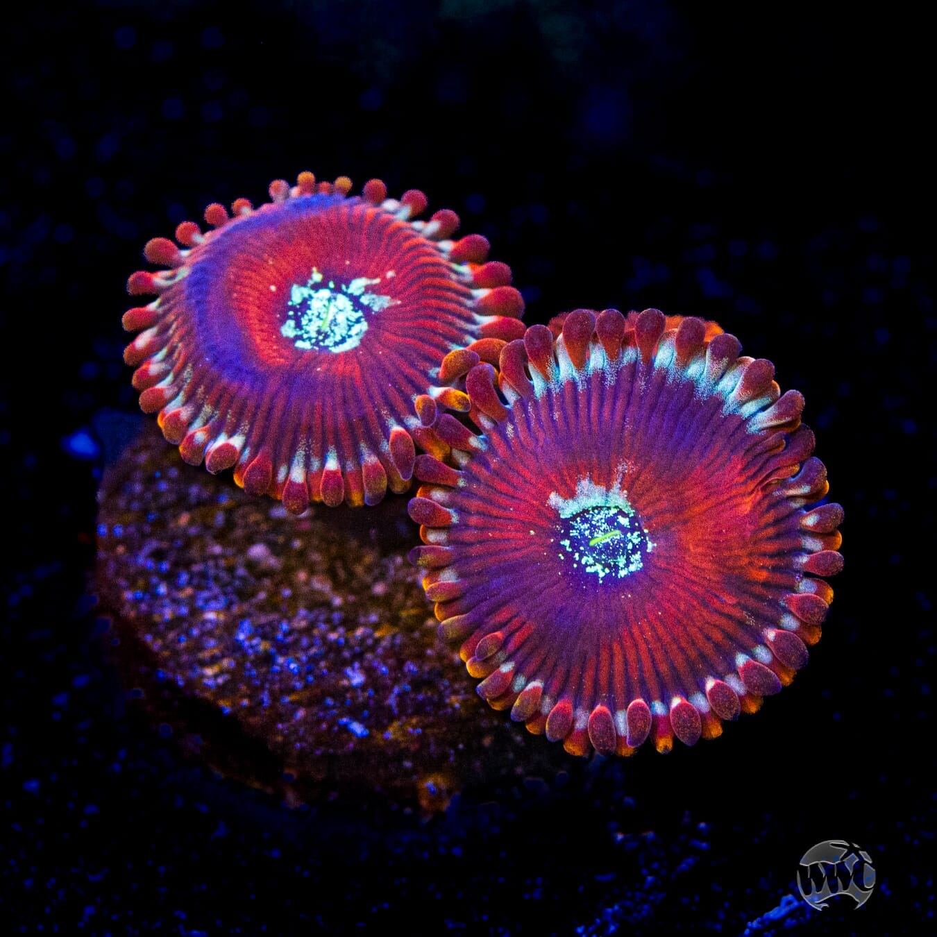 Magician Zoanthids - (NON-WYSIWYG)