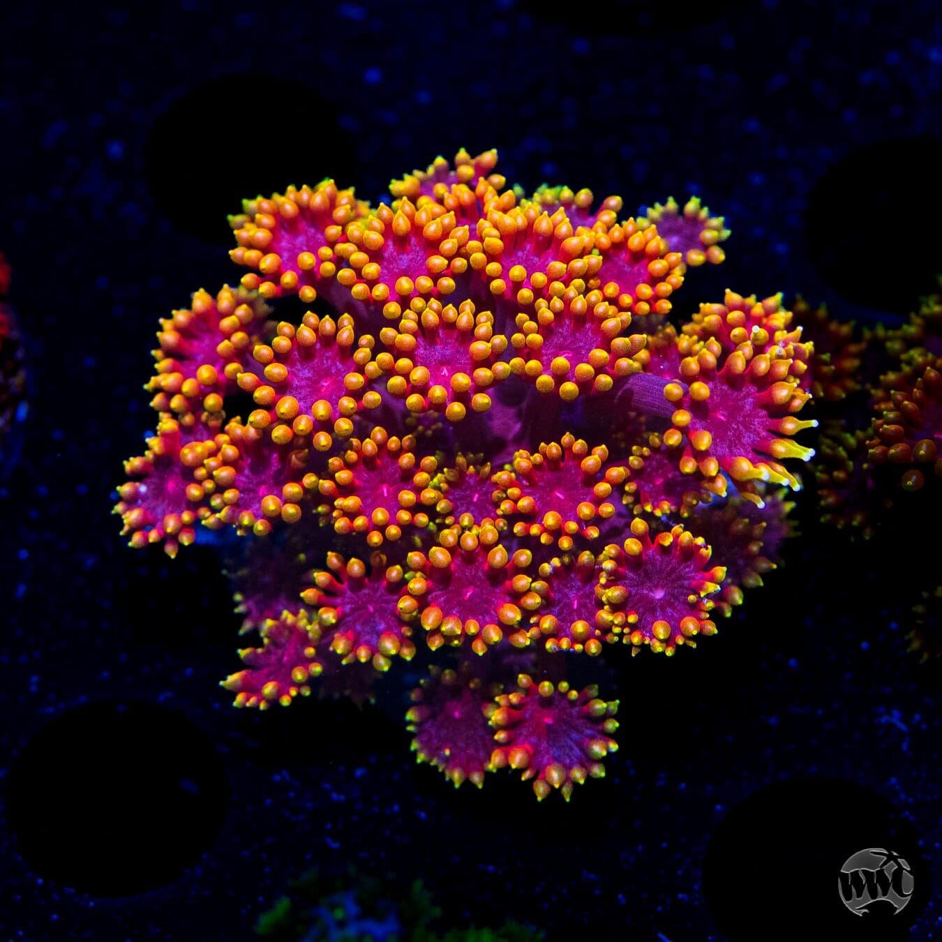 WWC Mai Tai Micro Goniopora - (NON-WYSIWYG)