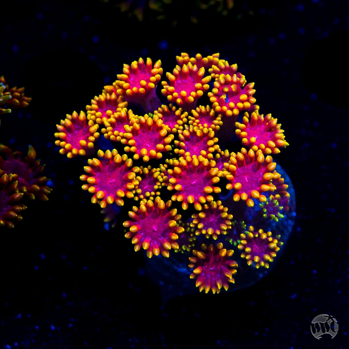 WWC Mai Tai Micro Goniopora - (NON-WYSIWYG)