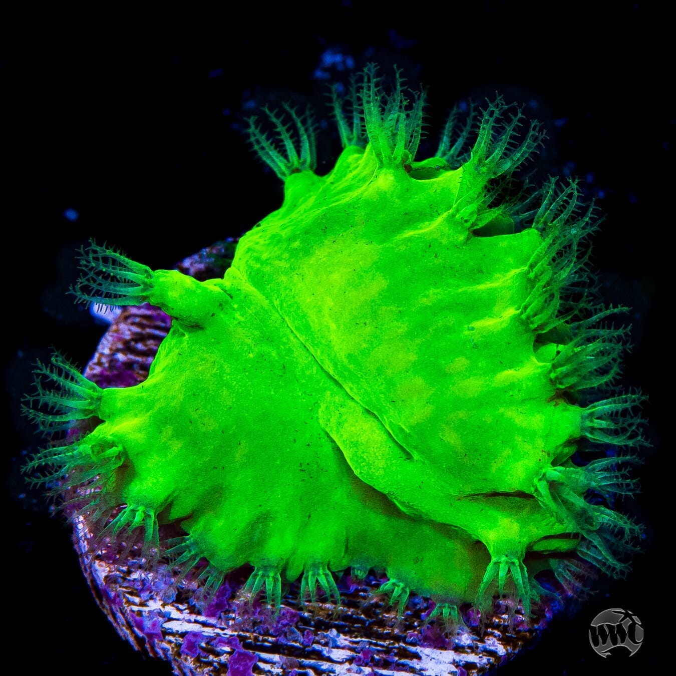 WWC Neon Cabbage Leather - (NON-WYSIWYG)