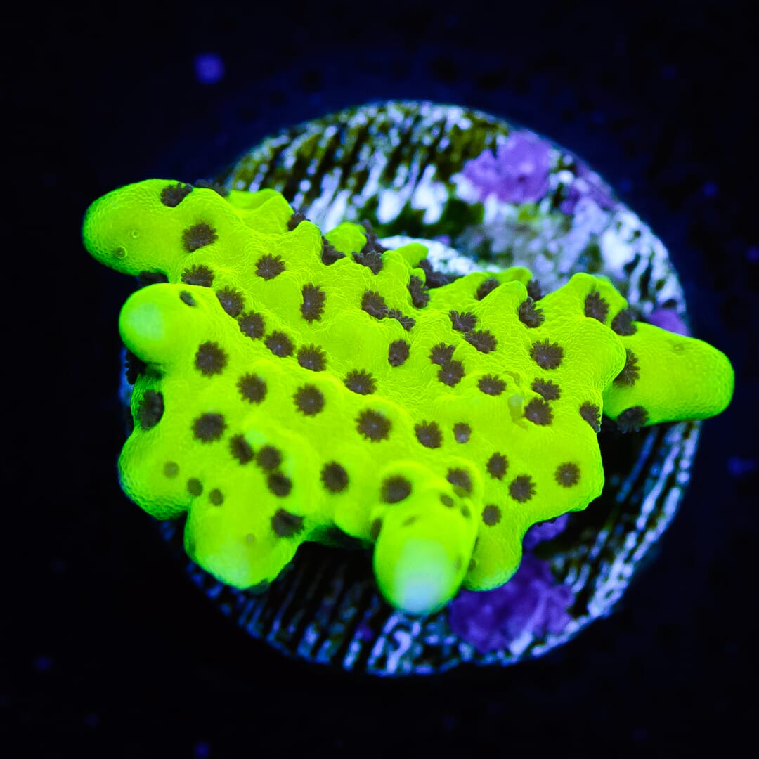 Neon Spongodes Montipora - (NON-WYSIWYG)