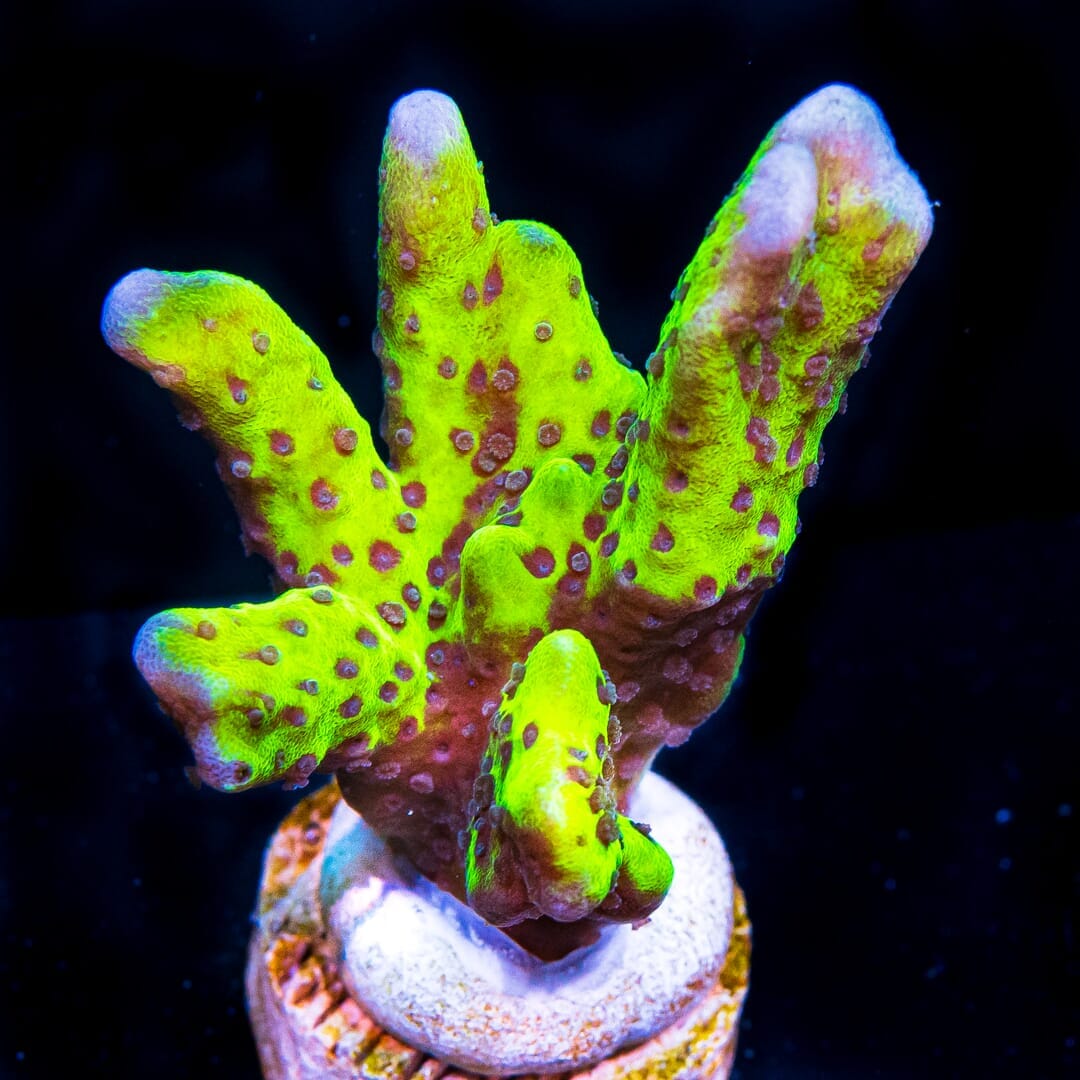 Neon Spongodes Montipora - (NON-WYSIWYG)