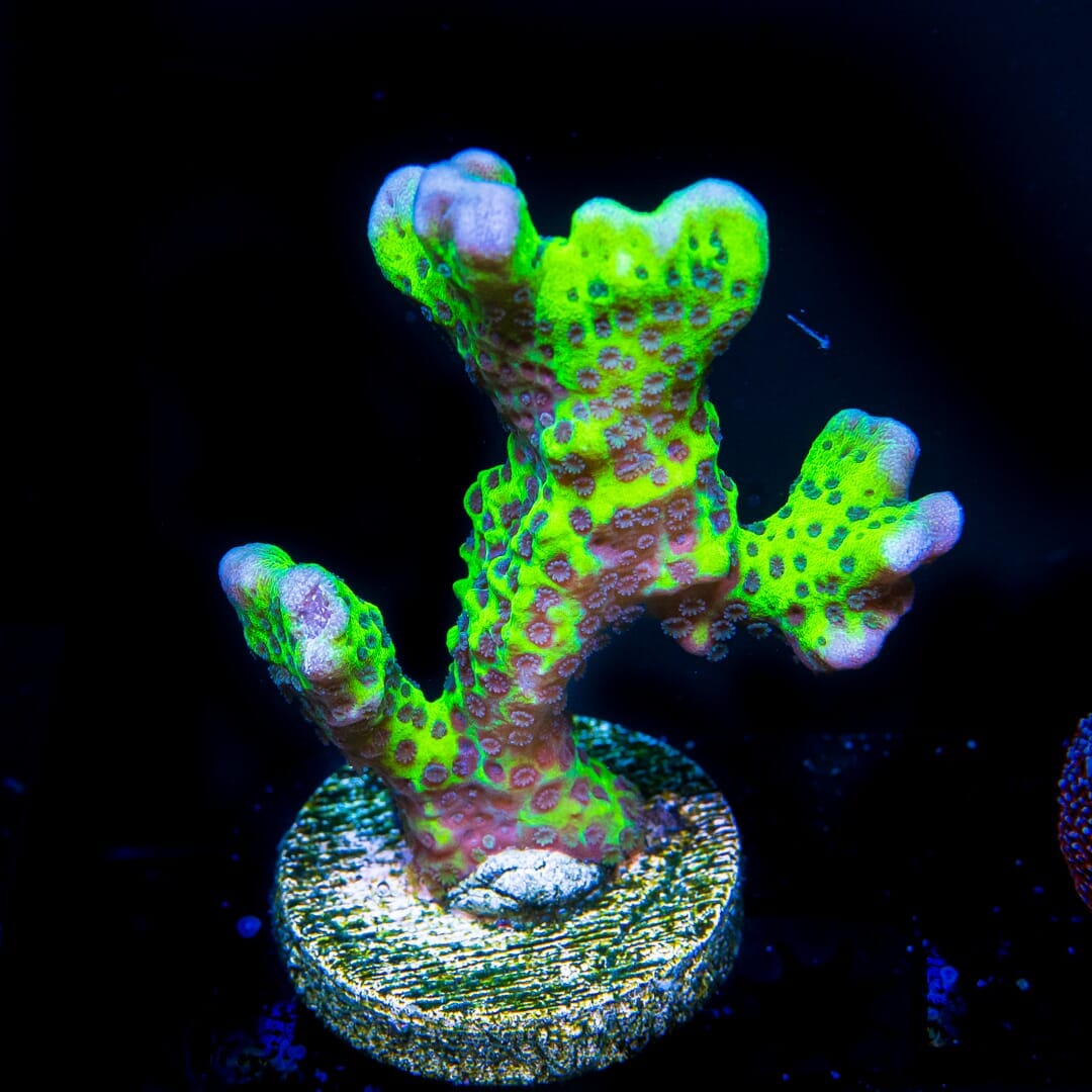 Neon Spongodes Montipora - (NON-WYSIWYG)