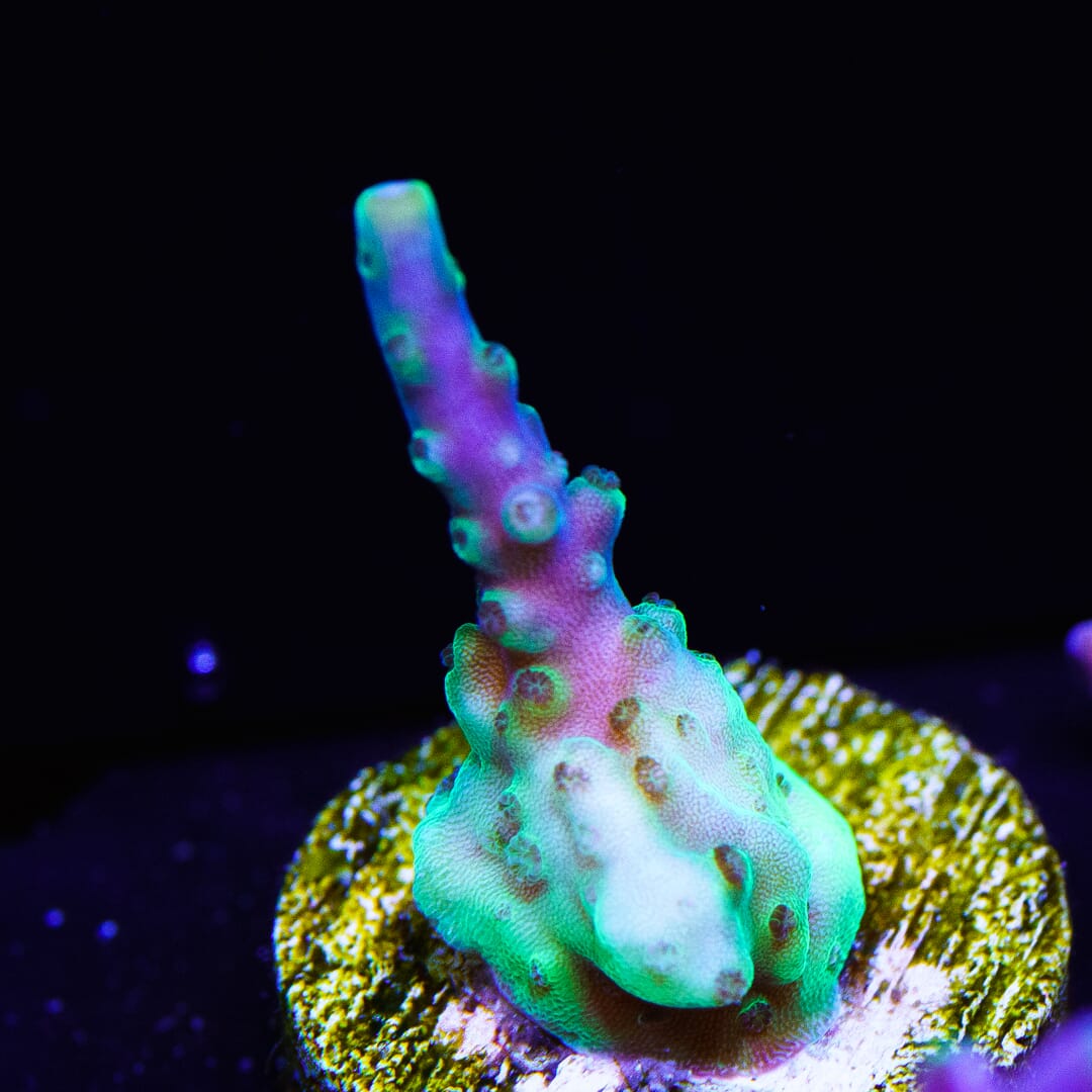 Paletta Blue Acropora - (NON-WYSIWYG)