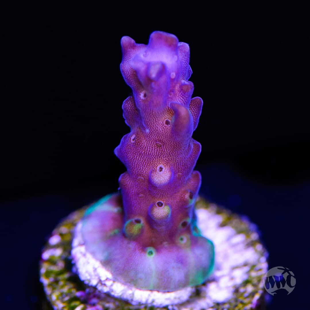 Paletta Blue Acropora - (NON-WYSIWYG)