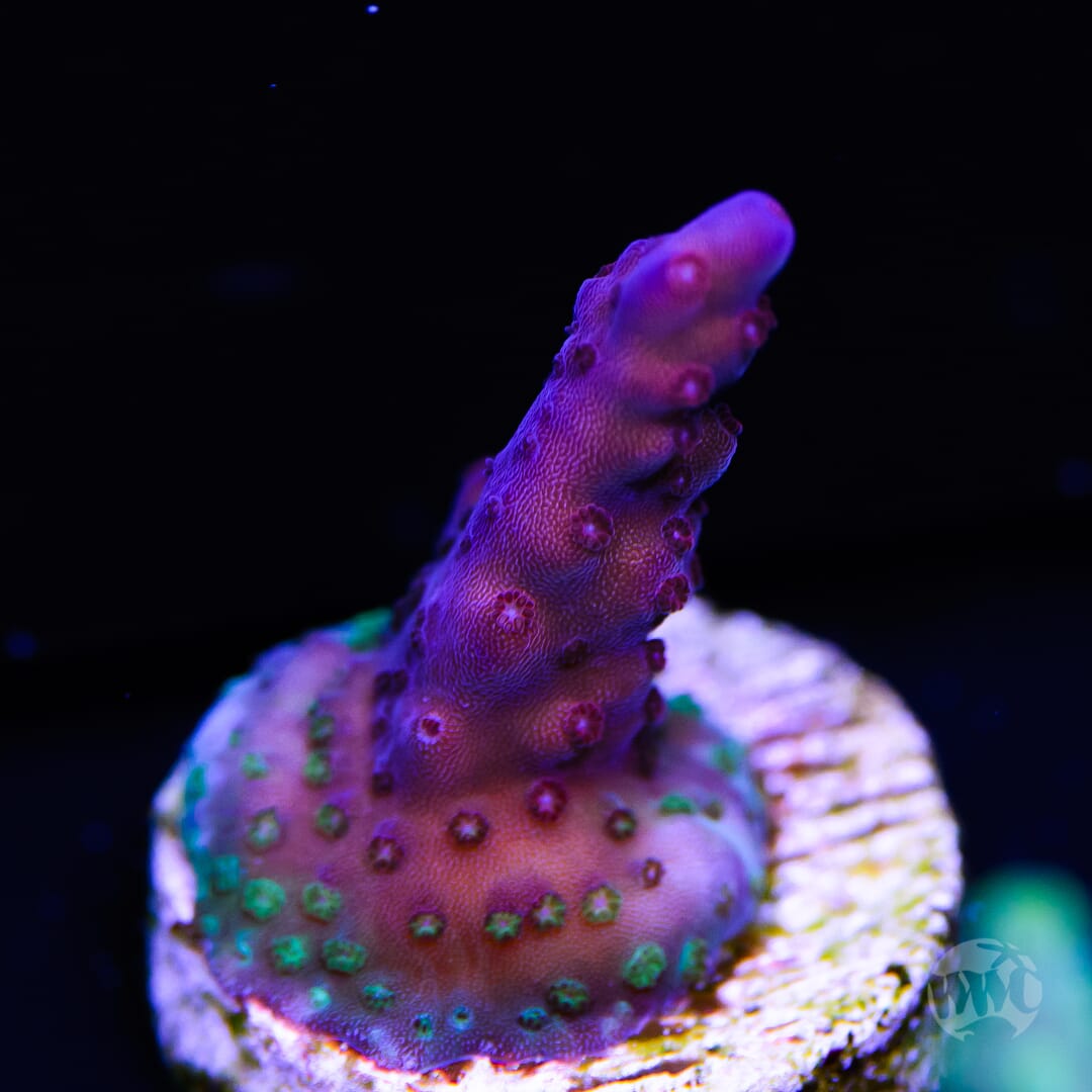 Paletta Blue Acropora - (NON-WYSIWYG)
