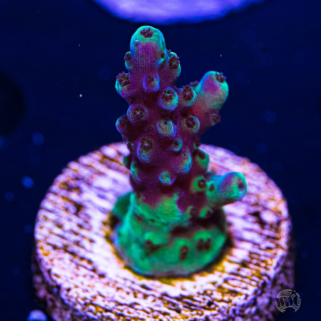 Paletta Blue Acropora - (NON-WYSIWYG)